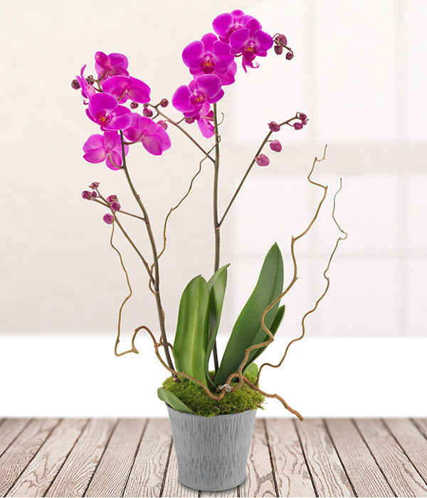 Pink Orchid